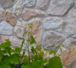 Rock Face Μελάνθη - Image 10