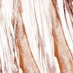 πλακακι 100x100 epidavros marble 1