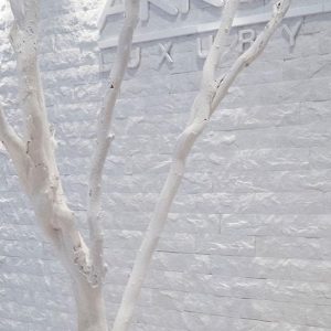 Σκαπιτσαριστά Θάσου ακρολιθος 2