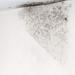 Καθαριστικό κατά της μούχλας DeSalin AM NanoPhos 2